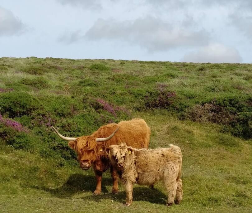 The Dairy - Quaint 1Br In Dartmoor National Park Villa Hennock Buitenkant foto